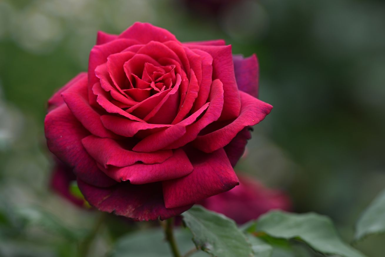 Roses in bloom at egapark