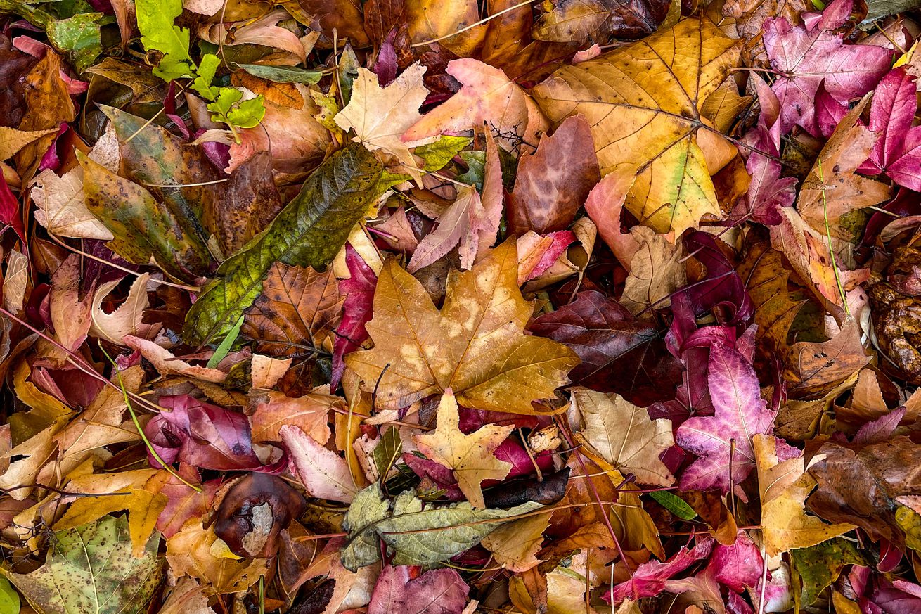 Autumn in Santa Barbara County Wine Country