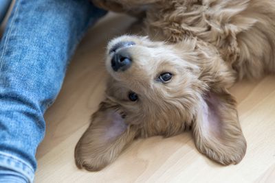 Goldendoodle puppy