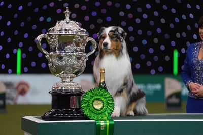 Crufts Dog Show 2024 - Day Four