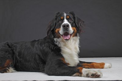 female Bernese Mountain dog, Bernese Cattle dog (Canis lupus familiaris), portrait,